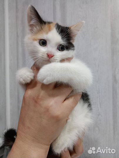 Котенок девочка