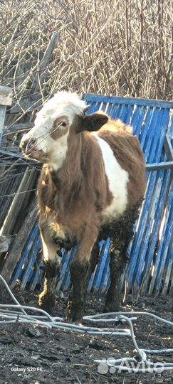 Корова телка