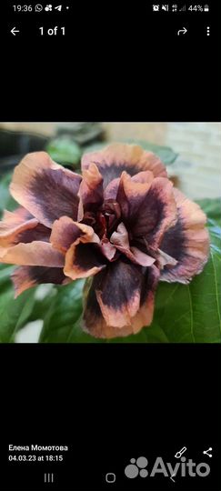 Гибискус срезы