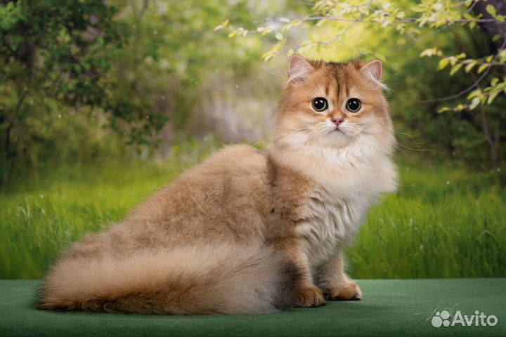 Кошка британская длинношерстная