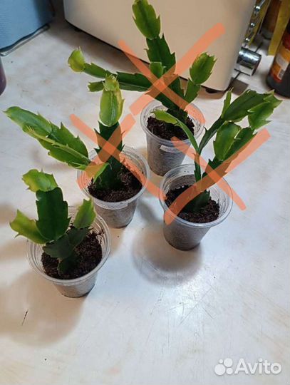 Декабрист белый