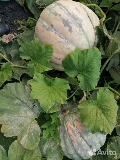 Продам тыкву