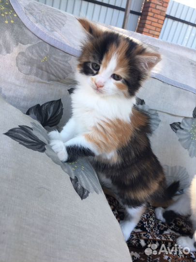 Котята мейн-кун