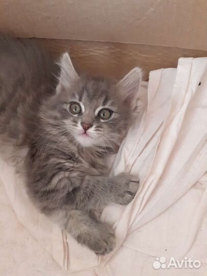 Кошечка в хорошие руки. 2.5 мес