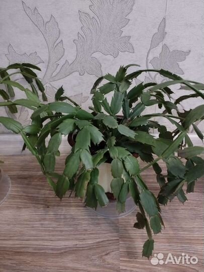 Декабрист шлюмбергера