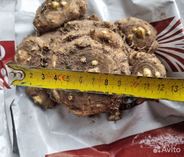 Клубни каллы