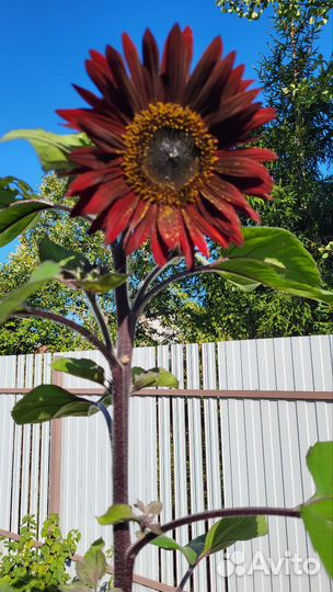 Гладиолусы на 1 сентября