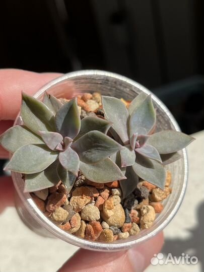 Детки суккулентов в стаканчиках. Эхеверии, седумы