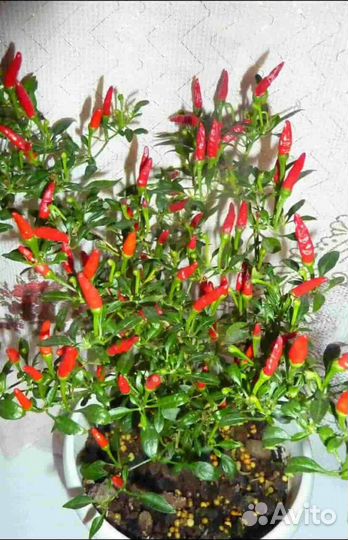 Перчики комнатные острые