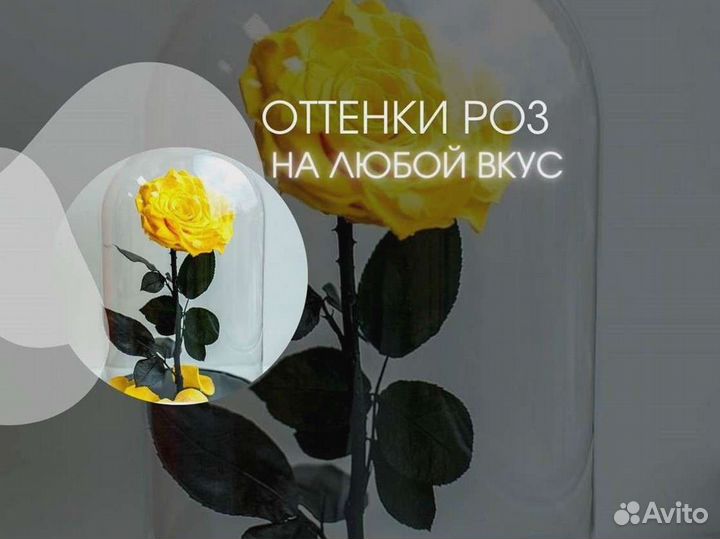 Розы в колбе разные