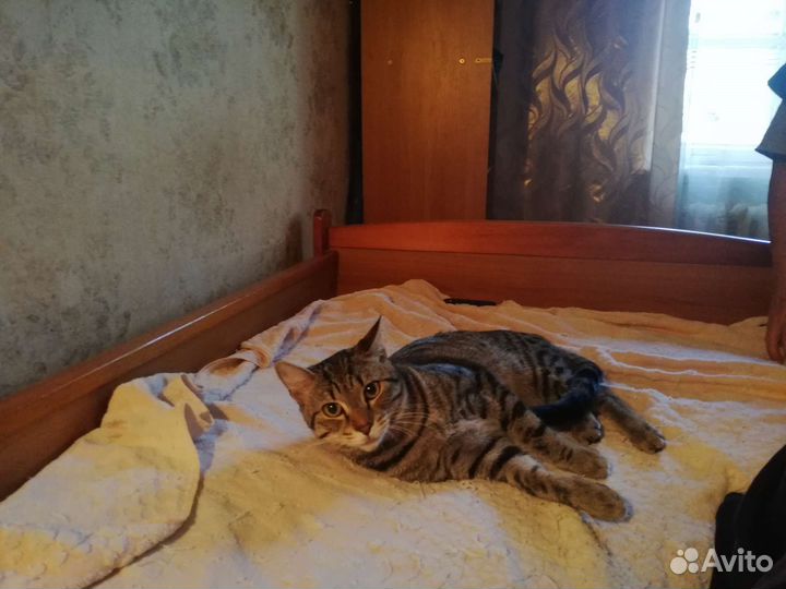 Кошка в дар бесплатно