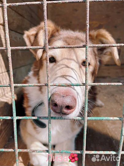 Милейшая девочка ищет семью