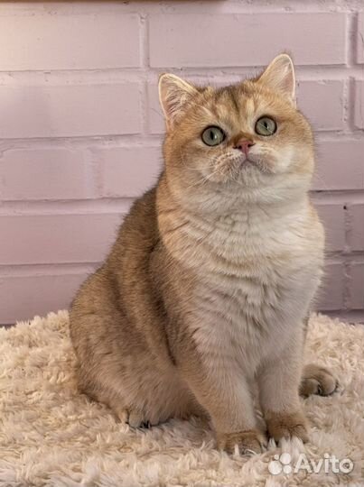 Золотой британский кот