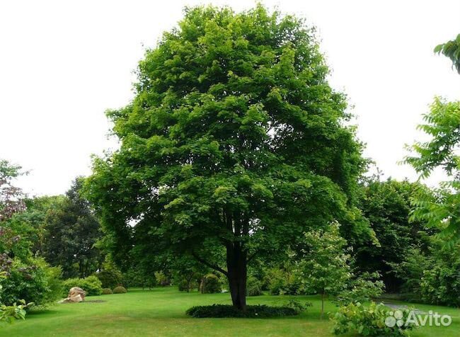 Клён Остролистный (Канадский)