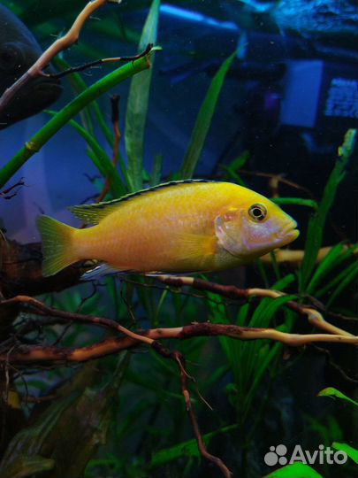 Лабидохромис еллоу