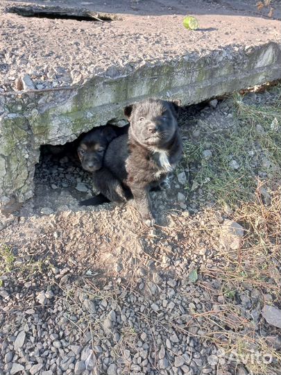 Щенок в добрые руки