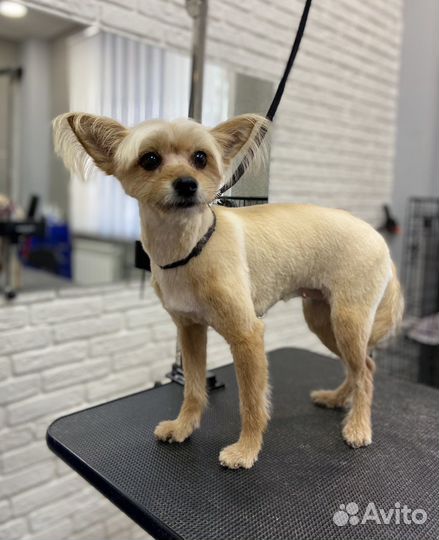 Стрижка кошек и собак