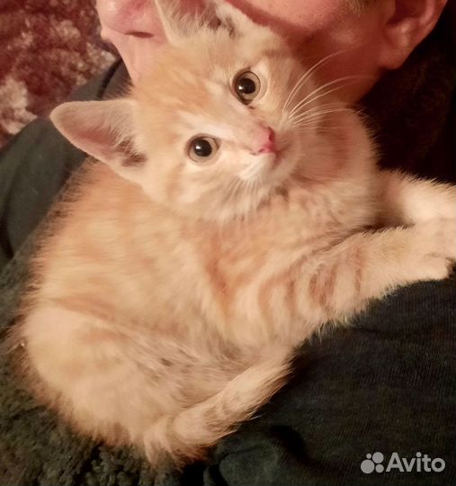 Котенок в добрые руки