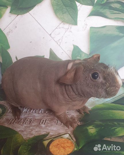 Морская свинка