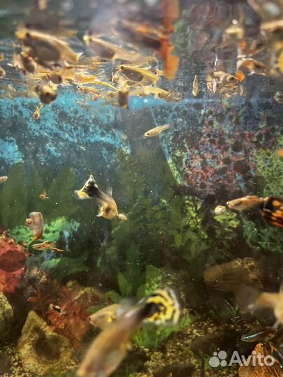 Аквариумные рыбки бесплатно