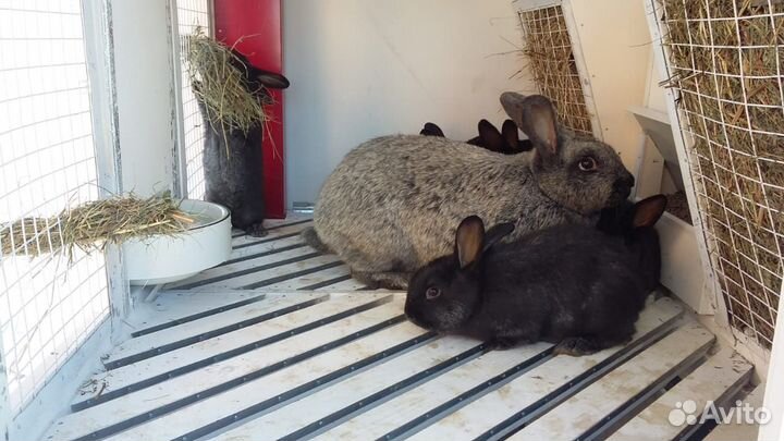 Клетка для кроликов / миниферма