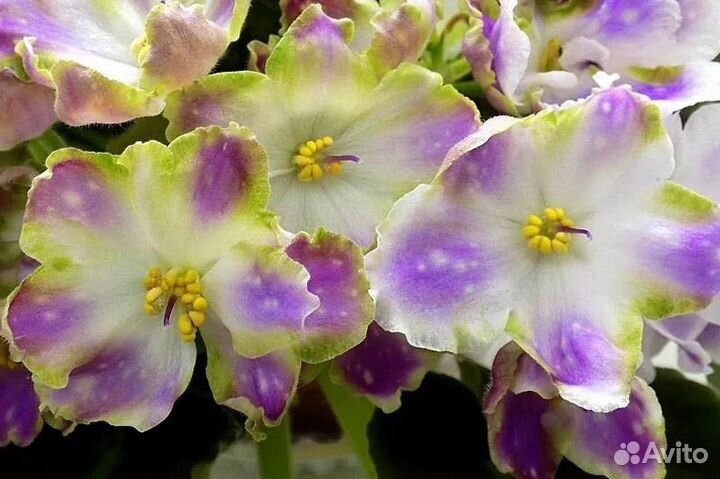 Листочки фиалок прекрасных сортов