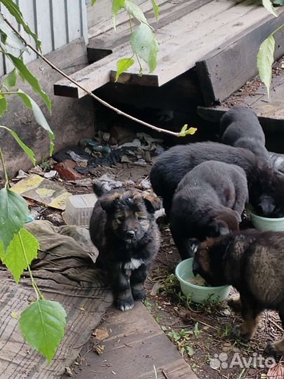 Щенок в добрые руки