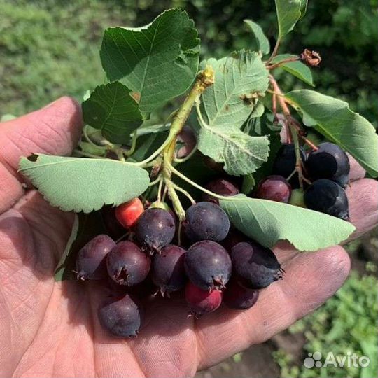 Саженцы ирги