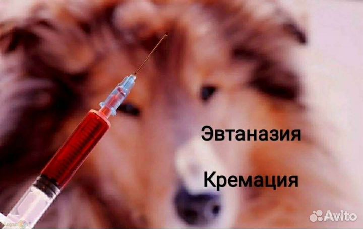 Ветеринарный врач на дом, онлайн консультации