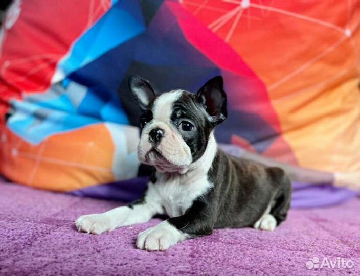 Бостон терьер. Щенки