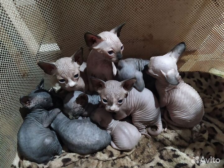 Котята сфинкс