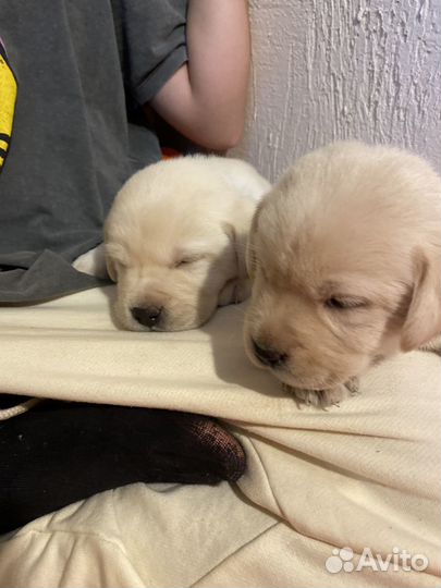 Щенки лабрадора