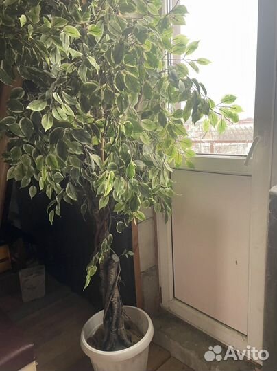 Искусственное Дерево Фикус бенджамина большой