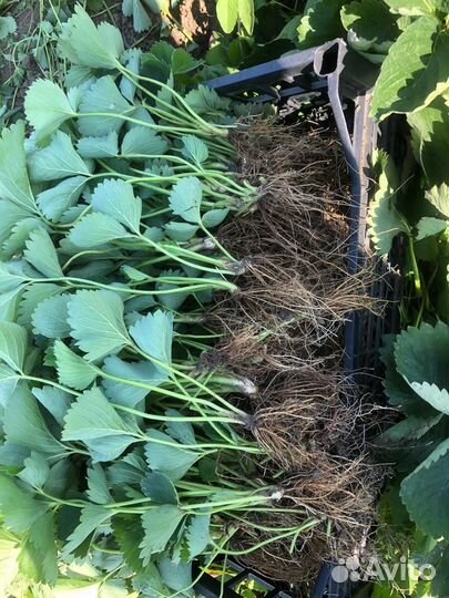 Рассада клубники клери