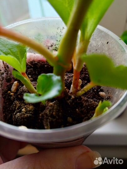 Бегония махровая, вечноцветущая