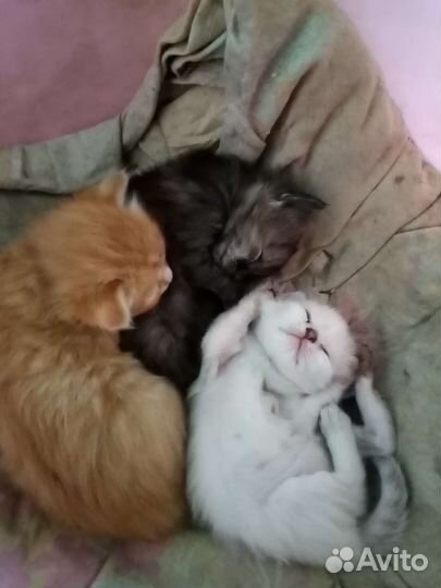 Котята в добрые руки