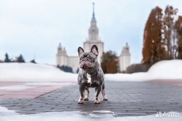 Вязка/Щенки. Лилак тан с шоколадом 