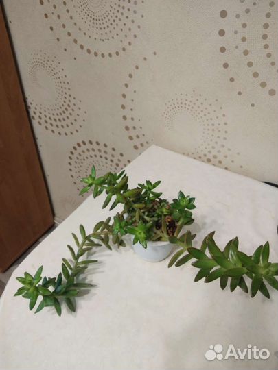 Суккулент взрослый