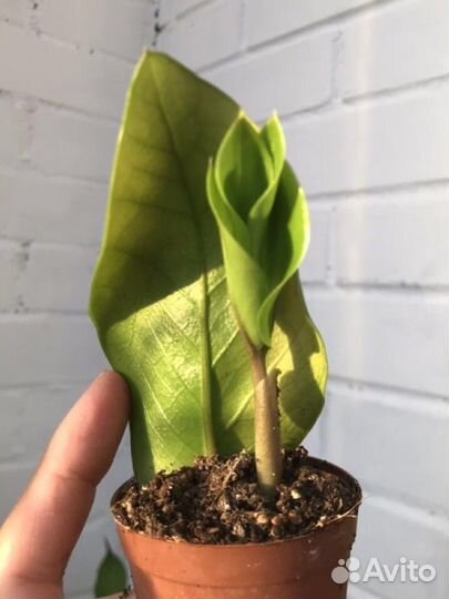 Замиокулькас