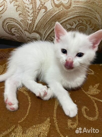 Котята
