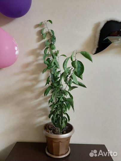 Мандариновое дерево