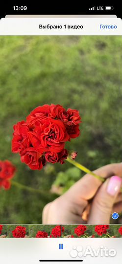 Герань розебудная