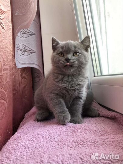 Шотландские котята прямоушки