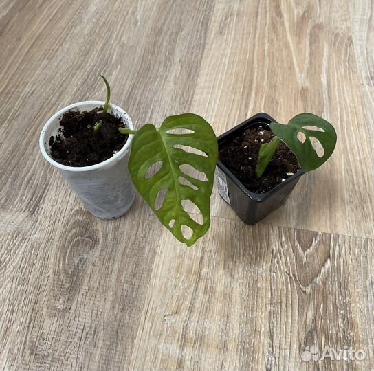 Монстера манки маск