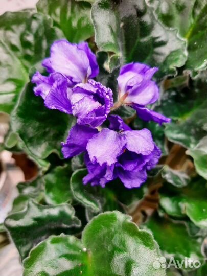 Цветущие фиалки