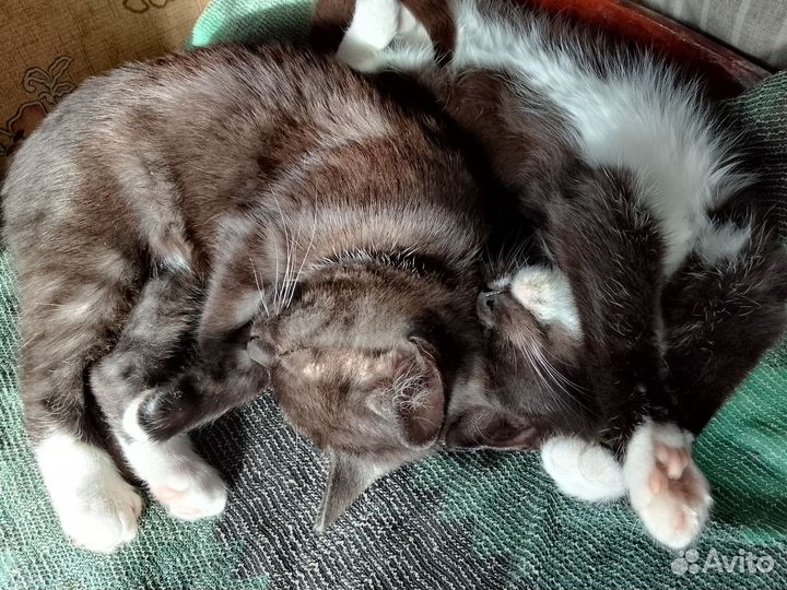 Котята в добрые руки бесплатно
