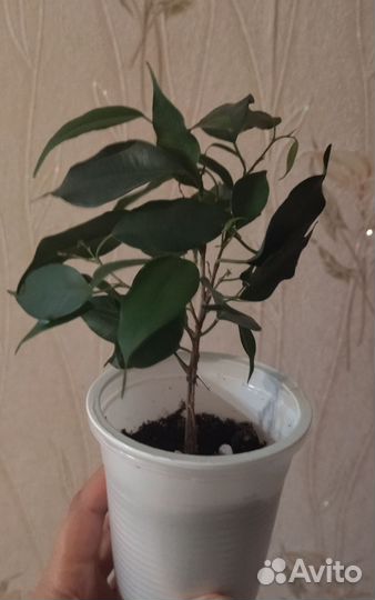 Фикус бенджамина