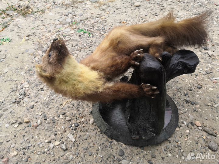 Косуля, куница