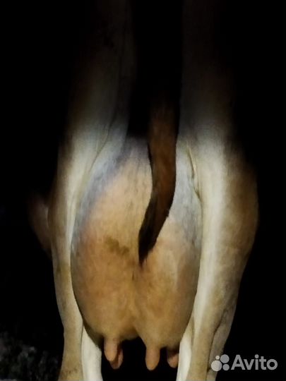 Джерси первотелка