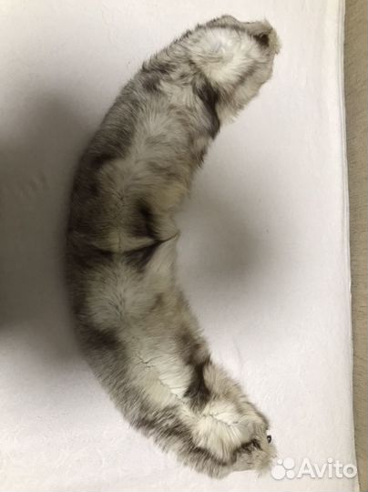 Воротник писец